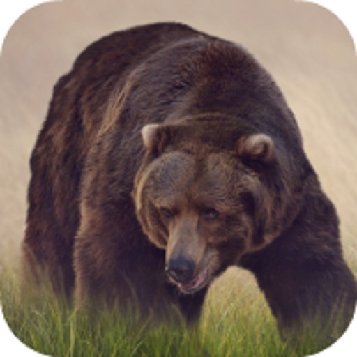 Bear Sounds logo