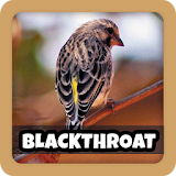 Kicau Burung Blackthroat Pilihan icon