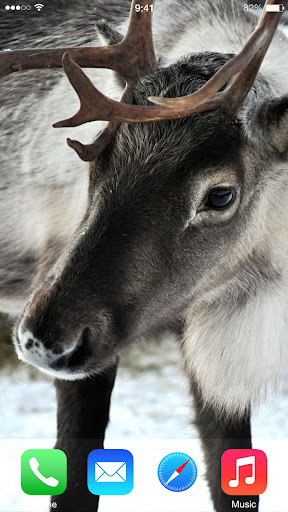 Christmas Wallpapers