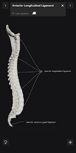 Biomechanics of the Spine Lite