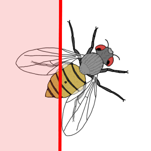 IdentiFly logo