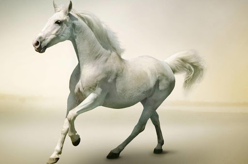 Android application Horse Wallpapers 4K screenshort