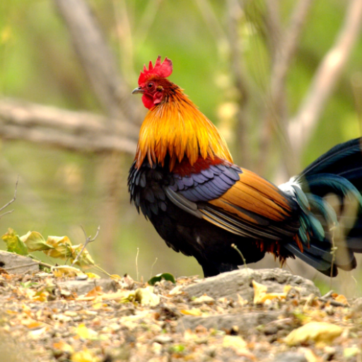 Red Junglefowl Sounds Download on Windows