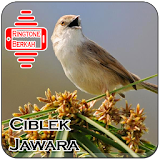 Master Ciblek Sang Jawara icon