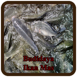Budidaya Ikan Mas icon