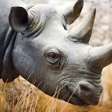 rhino live wallpaper icon