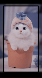 Baby Cat Wallpaper Cute HD
