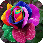 Cover Image of ダウンロード Exotic Flowers 1.3 APK