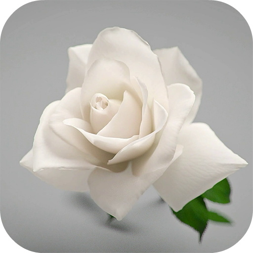 White Rose Live Wallpaper  Icon