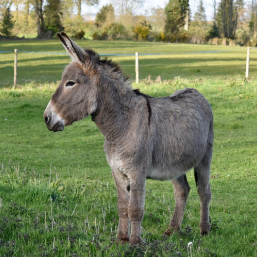 Donkey sounds logo