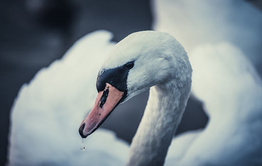 Swan Wallpaper HD Screen 3
