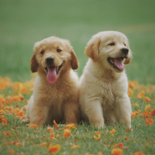 Animal sounds and Ringtone