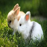 Little bunnies icon