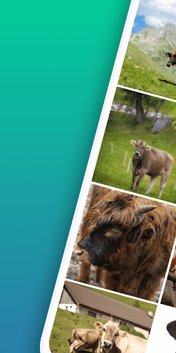Android application cow wallpaper screenshort
