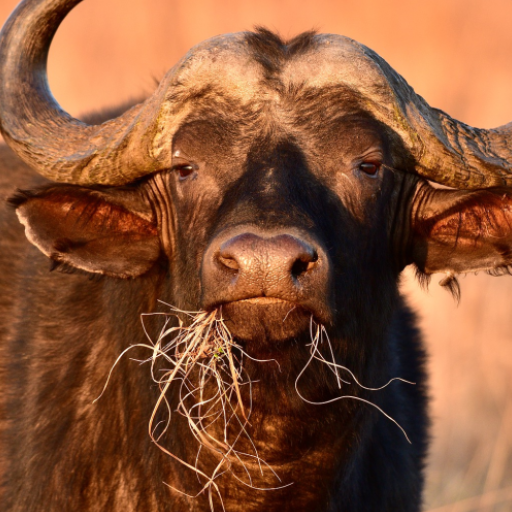 Buffalo and Bison sounds logo