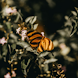 Beautiful Butterfly Wallpaper - Androidアプリ
