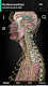 screenshot of Anatomyka - 3D Anatomy Atlas