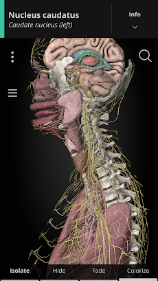 Anatomyka - 3D Anatomy Atlasのおすすめ画像1