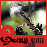 Kicau Ciblek Master Pilihan icon