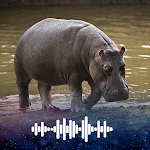 Cover Image of Download Hippopotamus sounds  APK