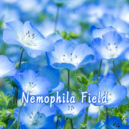 Nemophila Field Theme +HOME