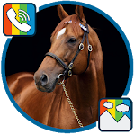 Cover Image of Tải xuống Horse - RINGTONES and WALLPAPERS 1.0 APK