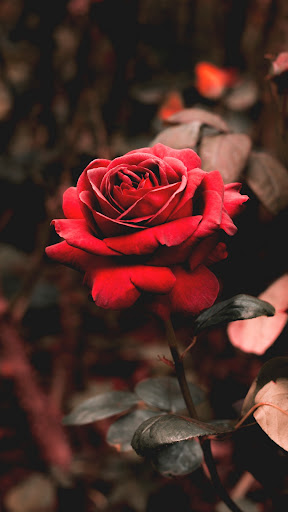 Red rose wallpaper Screen 3