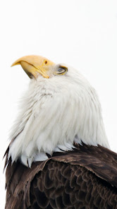 Captura de Pantalla 18 Águila americana android