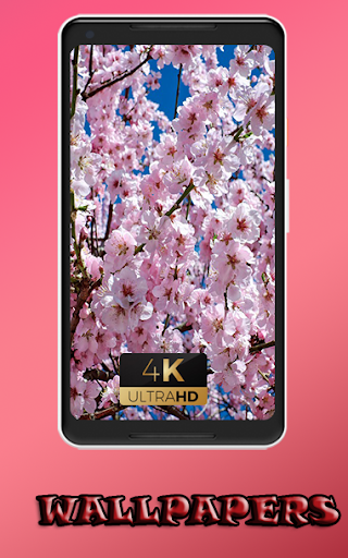 Cherries nature beauty awesome pics nice Wallpaper