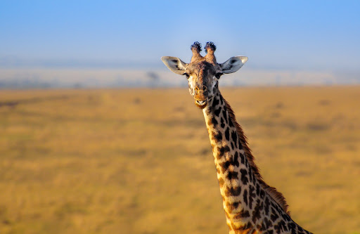Giraffe Wallpapers Screen 3
