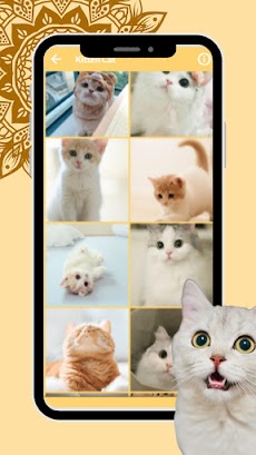 Cute Cat Wallpaper HD Kittensのおすすめ画像4
