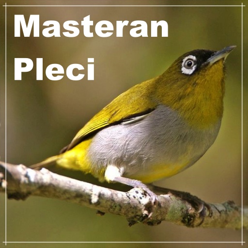 Masteran Burung Pleci Offline Download on Windows