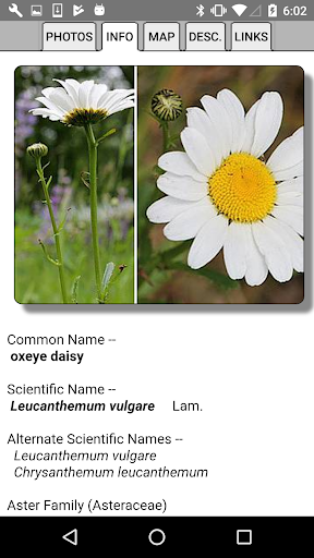 New Jersey Wildflowers