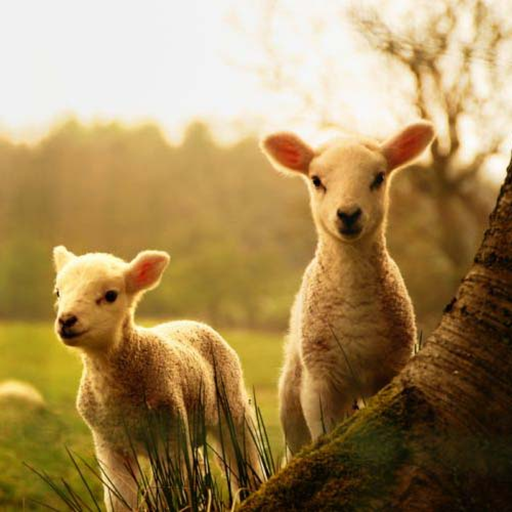 Animal Wallpapers HD logo