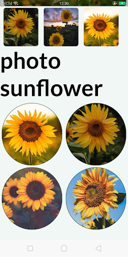 خلفيات عباد الشمس