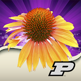 Purdue Perennial Doctor icon