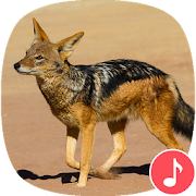 Top 13 Music & Audio Apps Like Appp.io - Jackal Sounds - Best Alternatives