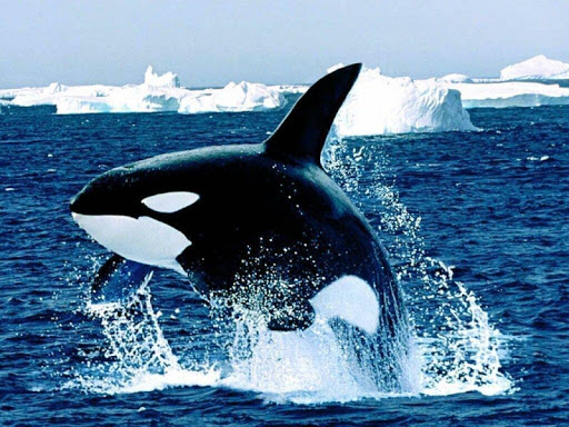 クジラ壁紙 魚の壁紙 By Super Hd Wallpapers Google Play 日本 Searchman アプリマーケットデータ