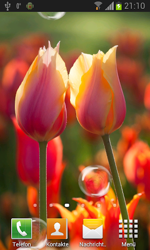 Tulips live wallpaper Screen 2
