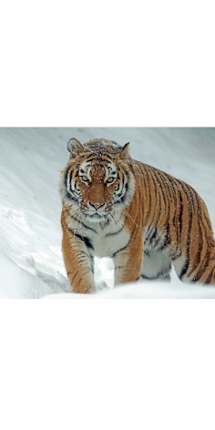 Tiger Memory Game - Screenshot 2