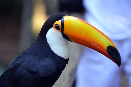 toucan sound Screen 2