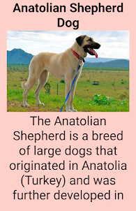 Interesting dog breeds