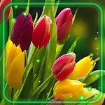 Cover Image of Tải xuống Tulips Spring Live Wallpaper 1.4 APK