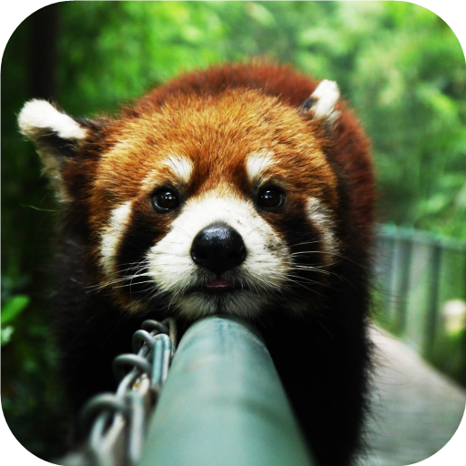 Red Panda. Animals Wallpaper  Icon