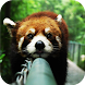 Red Panda. Animals Wallpaper - Androidアプリ
