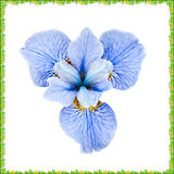 Iris Flowers Onet Connect Game icon
