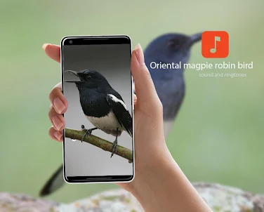 Oriental magpie robin sounds