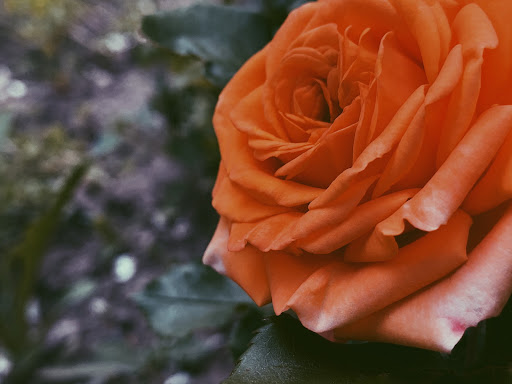 Orange Rose Wallpapers 1