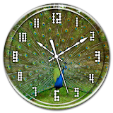 Peacock Clock Live Wallpaper icon