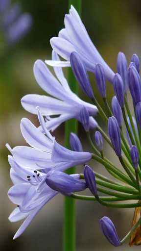 Agapanthus africanus flowers